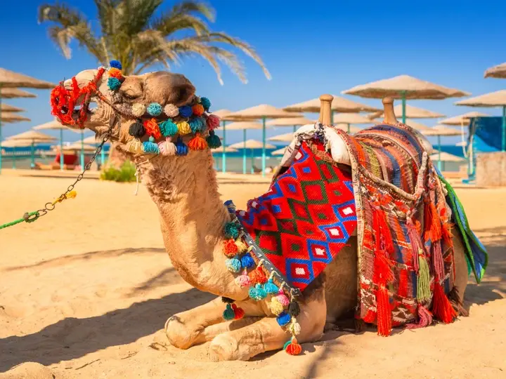 7 Days 6 Nights Cairo and Hurghada Tour Package