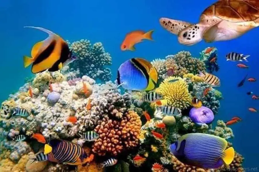 Ras Mohamed National Park Half-Day Tour by Bus from Sharm El Sheikh