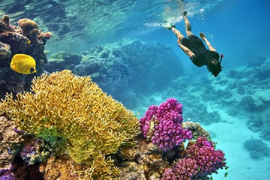 Ras Mohamed National Park Half-Day Tour by Bus from Sharm El Sheikh