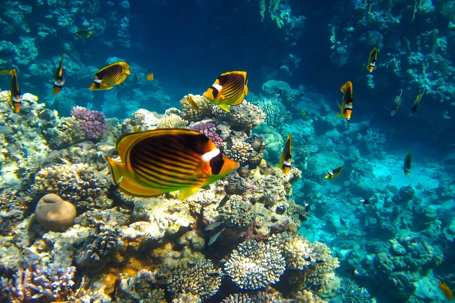 Submarine Sea scope in Sharm El Sheikh