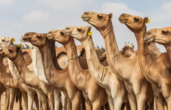Birqash Camel Market Day Tour