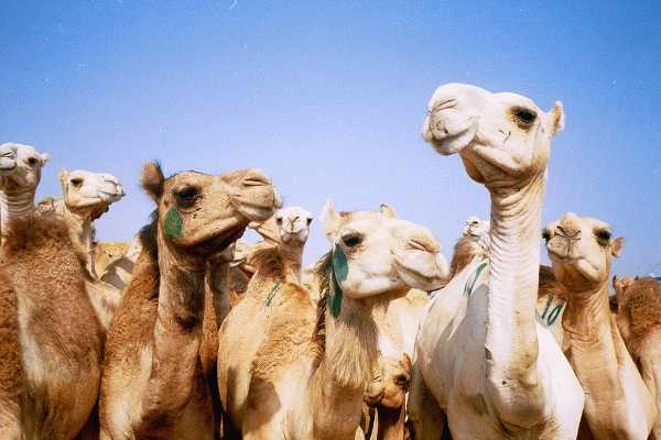 Birqash Camel Market Day Tour