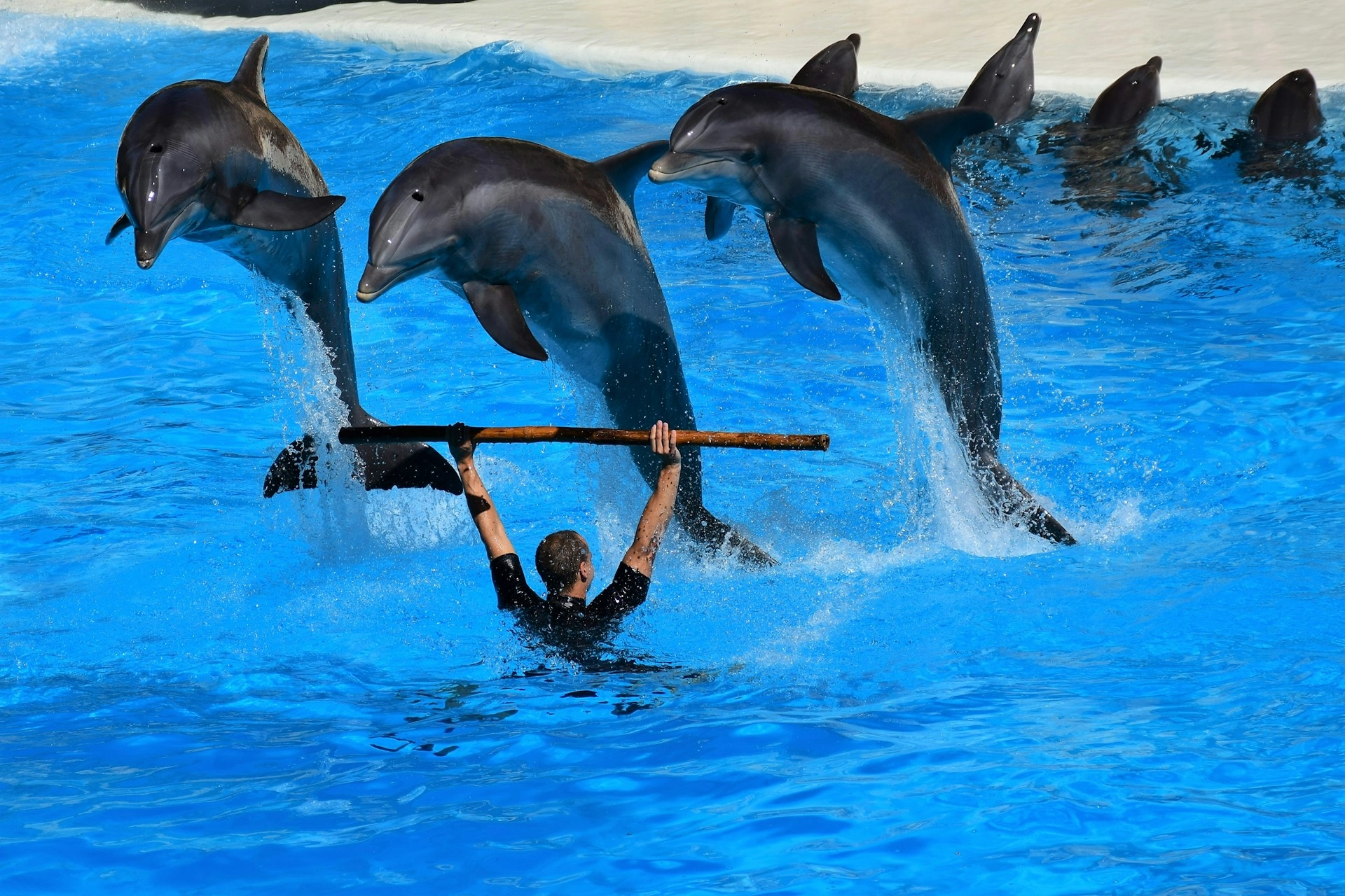 Dolphin show hurghada.