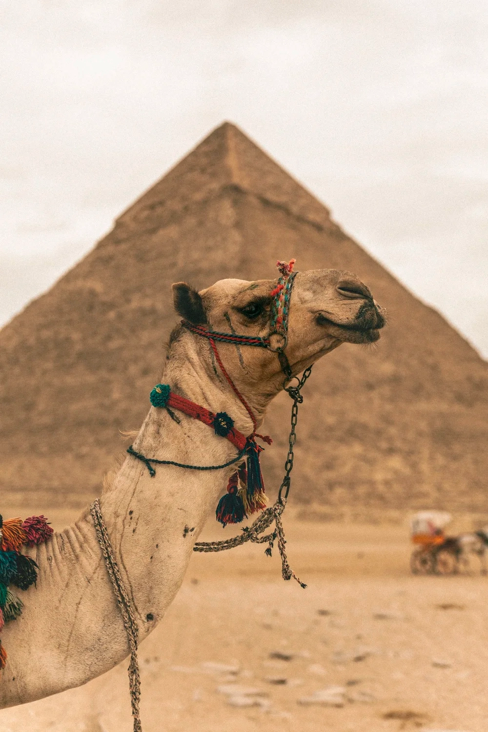 Overnight Trip to Cairo from Hurghada By Plane.