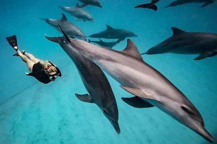 Swimming with Wild Dolphins in Hurghada (05 Min.)