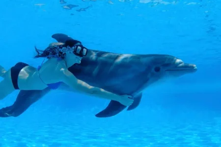 Swimming with Wild Dolphins in Hurghada (05 Min.)