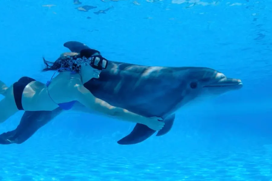 Swimming with Wild Dolphins in Hurghada (05 Min.)