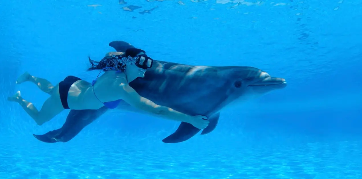 Swimming with Wild Dolphins in Hurghada (05 Min.)